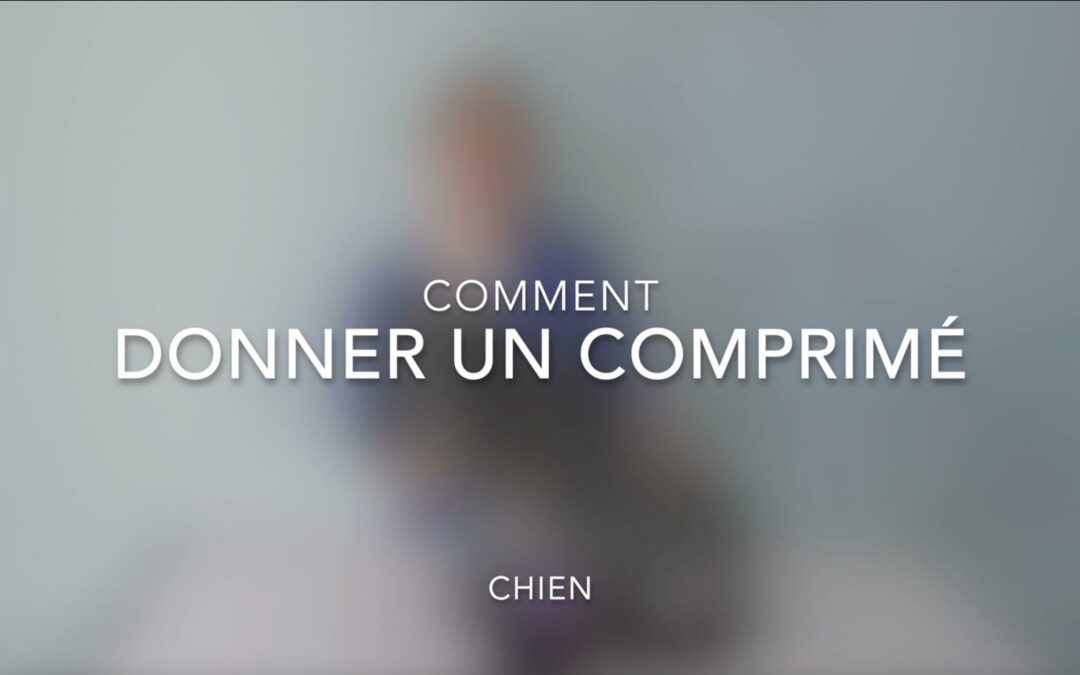 Comment donner un comprimé à un chien ou un chat