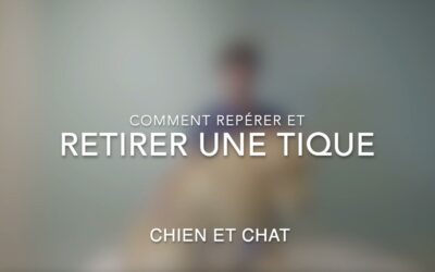 Comment retirer une tique (chat & chien)