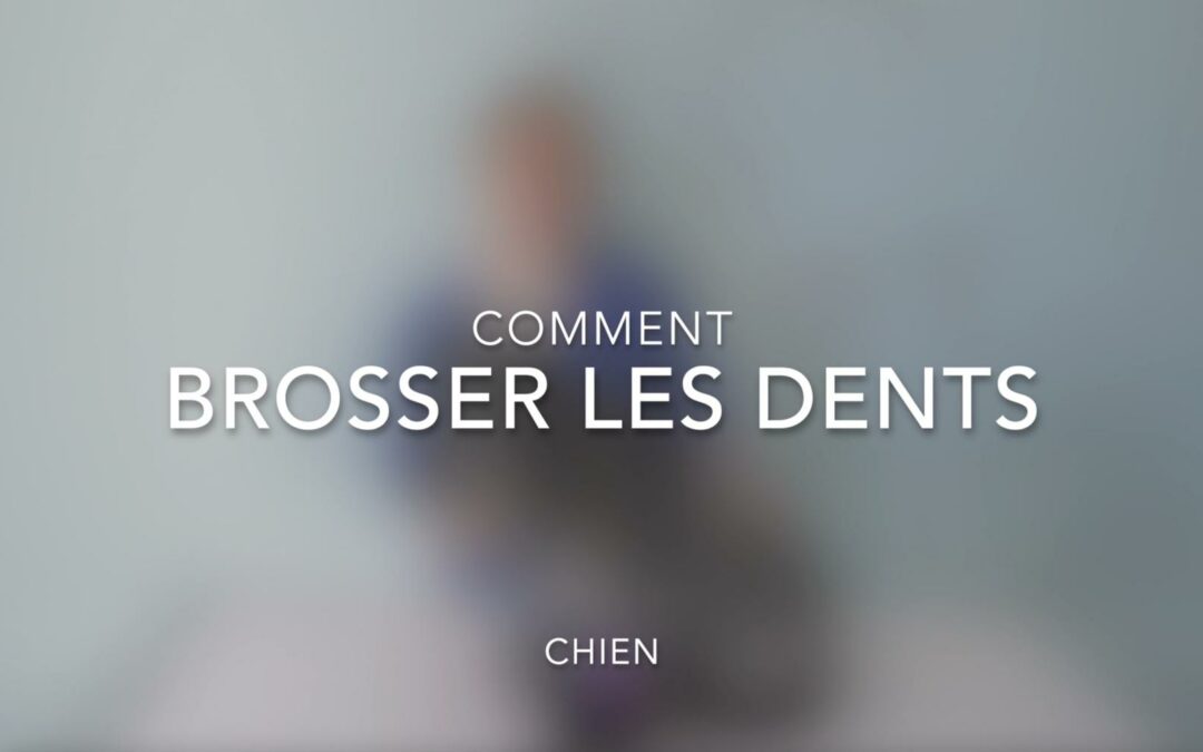 Comment brosser les dents (Chien)