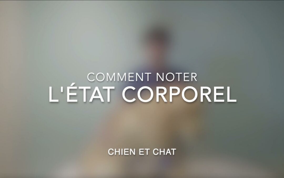 Comment évaluer l&rsquo;état corporel  de son chien et de son chat ?