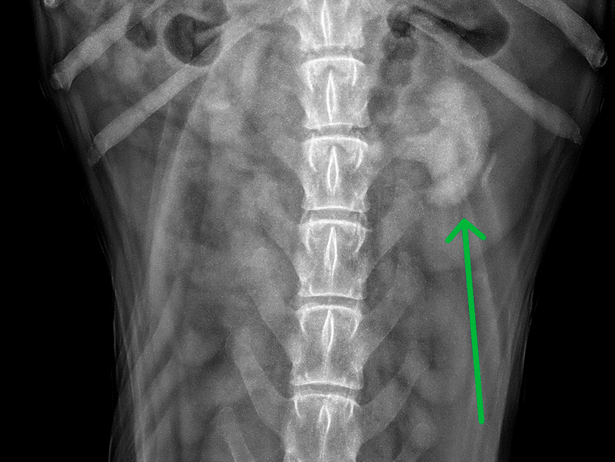 Uro-néphrologie